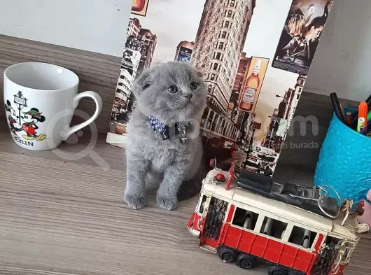 5 Haftalık Orijinal Yavrular görsel