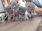 5 Haftalık Orijinal Yavrular