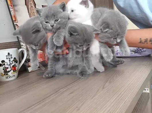 5 Haftalık Orijinal Yavrular görsel