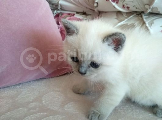 British Blue Point Yavrumuz Için Yeni Yuva Aranıyor görsel