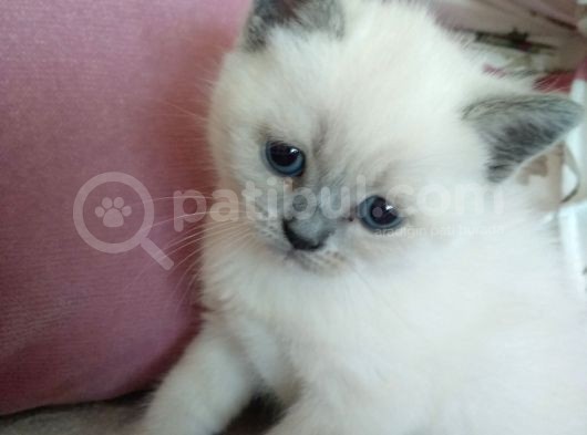 British Blue Point Yavrumuz Için Yeni Yuva Aranıyor görsel