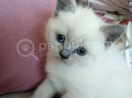 British Blue Point Yavrumuz Için Yeni Yuva Aranıyor