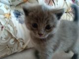British Shorthair Yavrumuz Için Yeni Yuva Aranıyor