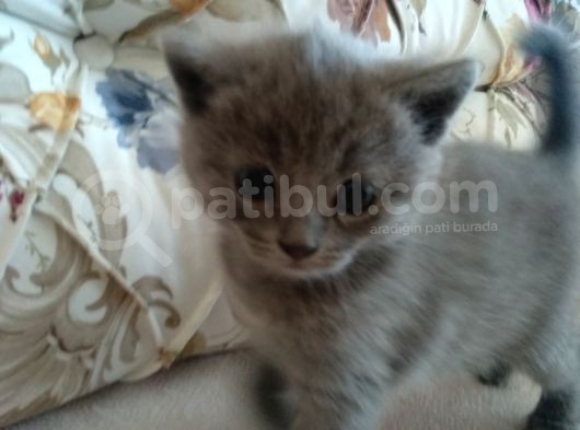 British Shorthair Yavrumuz Için Yeni Yuva Aranıyor görsel