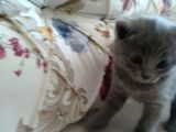 British Shorthair Yavrumuz Için Yeni Yuva Aranıyor