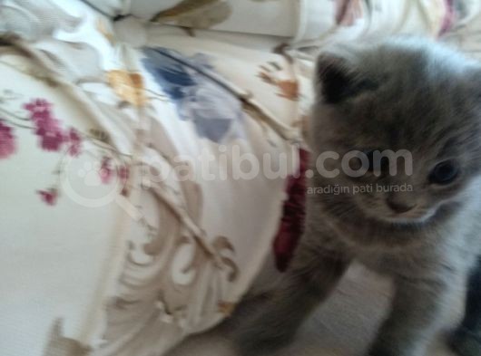 British Shorthair Yavrumuz Için Yeni Yuva Aranıyor görsel