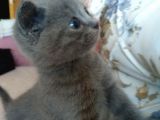 British Shorthair Yavrumuz Için Yeni Yuva Aranıyor