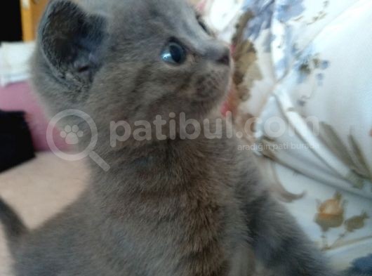 British Shorthair Yavrumuz Için Yeni Yuva Aranıyor