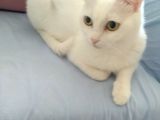 2 Yaşında British Longhair Dişi Kedim Sahiplenecek Yuva