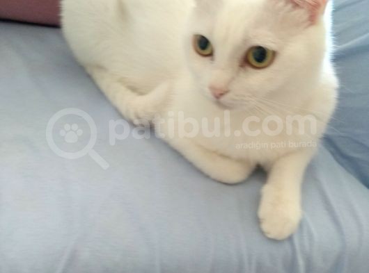 2 Yaşında British Longhair Dişi Kedim Sahiplenecek Yuva görsel