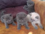 A Plus Britihs Shorthair&Scottish Fold Bebişler