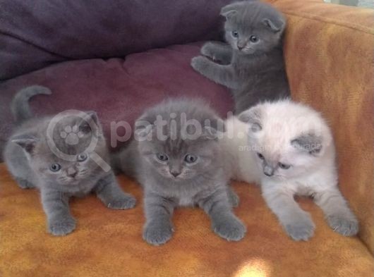 A Plus Britihs Shorthair&Scottish Fold Bebişler görsel