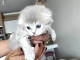 Kendi̇ Safkan Kedi̇mi̇n Yavrulari Sahi̇plendi̇ri̇lmeye Hazir