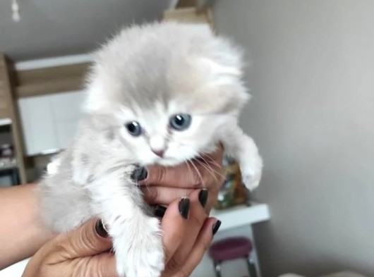 Kendi̇ Safkan Kedi̇mi̇n Yavrulari Sahi̇plendi̇ri̇lmeye Hazir görsel