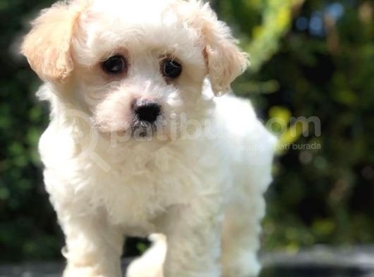 Görenleri Güzelliğiyle Hayran Bırakan Maltipoo Yavrumuz görsel