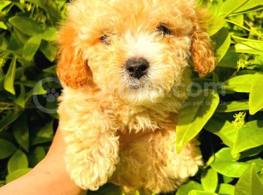 Apricot Toy Poodle görsel