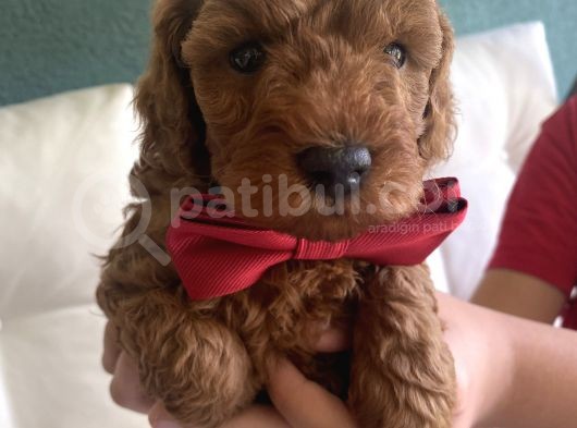 Toy Poddle Yavruları görsel