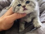 Kendi̇ Safkan Kedi̇mi̇n Yavrulari Sahi̇plendi̇ri̇lmeye Hazir