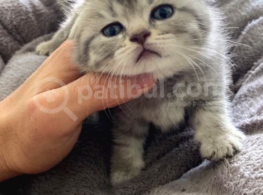 Kendi̇ Safkan Kedi̇mi̇n Yavrulari Sahi̇plendi̇ri̇lmeye Hazir görsel