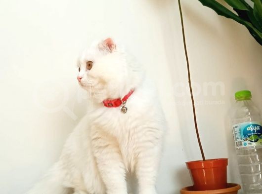 Scottish Longhair görsel