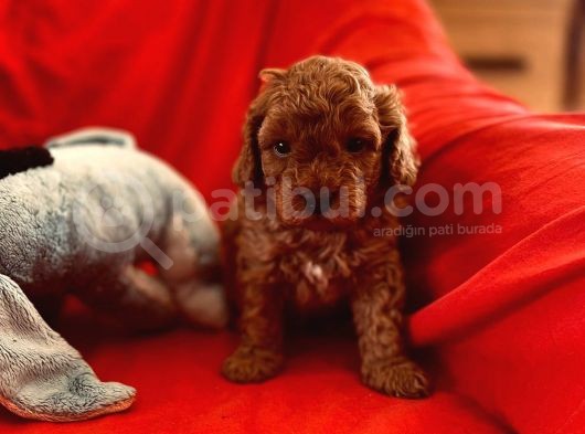 Toy Poodle Anne Altindan Red