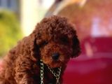Red Brown Toy Poodle