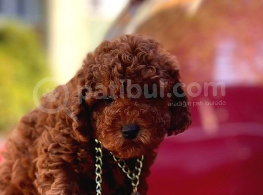 Red Brown Toy Poodle görsel