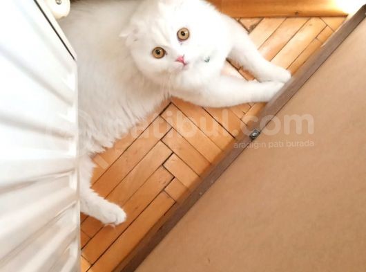 Scottish Longhair görsel