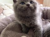 Kendi̇ Safkan Kedi̇mi̇n Yavrulari Sahi̇plendi̇ri̇lmeye Hazir