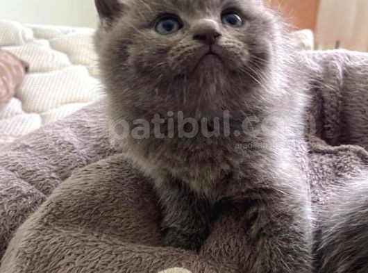 Kendi̇ Safkan Kedi̇mi̇n Yavrulari Sahi̇plendi̇ri̇lmeye Hazir