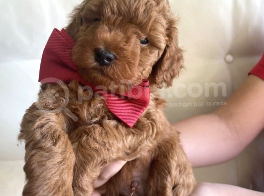 Toy Poddle Yavruları görsel