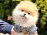 Safkan Teddy Bear Pomeranian Yavrularımız