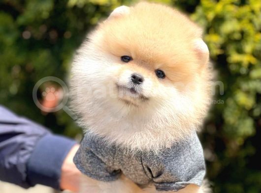 Safkan Teddy Bear Pomeranian Yavrularımız görsel