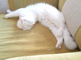 Scottish Longhair