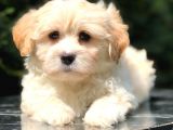 Apricot Renk f2 Maltipoo Yavrumuz