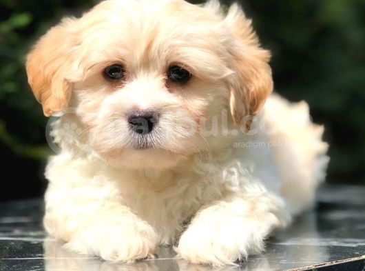 Apricot Renk F2 Maltipoo Yavrumuz