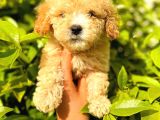 Apricot Toy Poodle