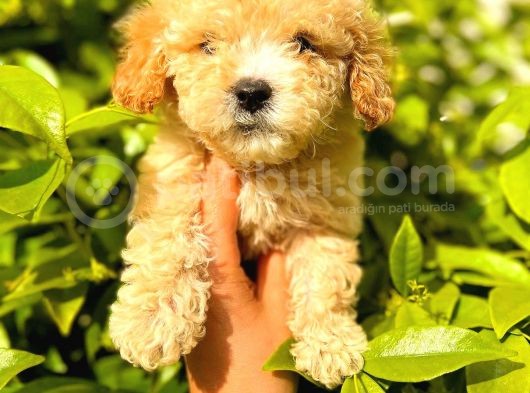 Apricot Toy Poodle görsel