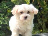 Toy Face Maltipoo Yavrumuz