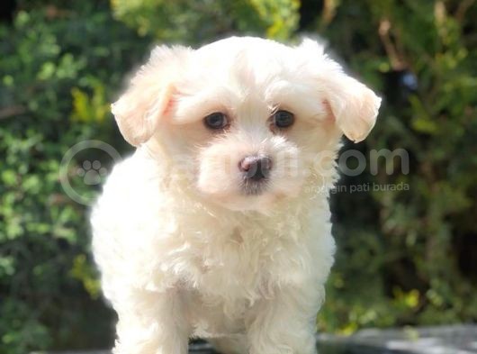 Toy Face Maltipoo Yavrumuz görsel