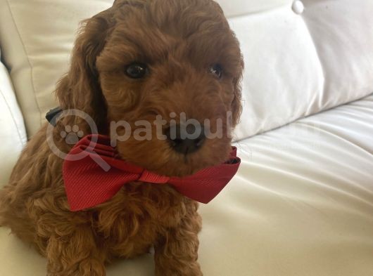 Toy Poddle Yavruları görsel