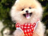 Safkan Teddy Bear Pomeranian Yavrularımız