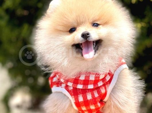 Safkan Teddy Bear Pomeranian Yavrularımız görsel