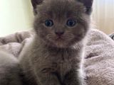 Kendi̇ Safkan Kedi̇mi̇n Yavrulari Sahi̇plendi̇ri̇lmeye Hazir