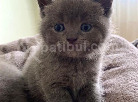 Kendi̇ Safkan Kedi̇mi̇n Yavrulari Sahi̇plendi̇ri̇lmeye Hazir görsel