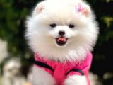 Safkan Teddy Bear Pomeranian Yavrularımız