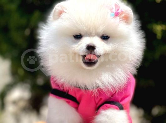 Safkan Teddy Bear Pomeranian Yavrularımız görsel