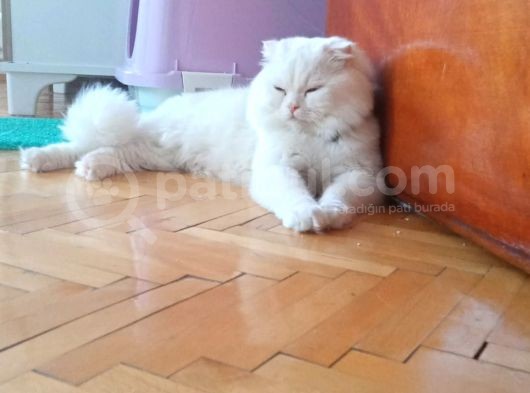 Scottish Longhair görsel