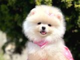 Safkan Teddy Bear Pomeranian Yavrularımız