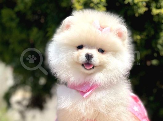 Safkan Teddy Bear Pomeranian Yavrularımız görsel